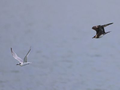 Kleine Jager - Srctic Skua