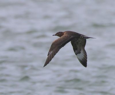 Kleine Jager - Srctic Skua