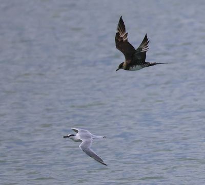 Kleine Jager - Srctic Skua