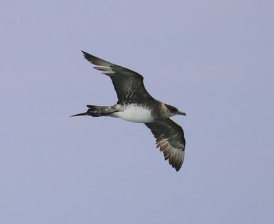 Kleine Jager - Srctic Skua