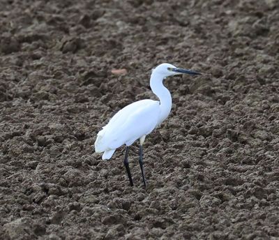 Kleine Zilverreiger - Little Egret