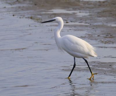 Kleine Zilverreiger - Little Egret