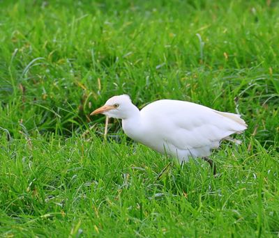 Koereiger - Cattle Egret