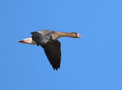 Kolgans - Greater White-fronted Goose