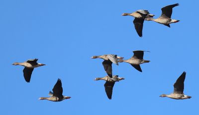 Kolganzen - Greater White-fronted Geese