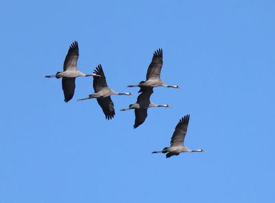 Kraanvogels - Cranes