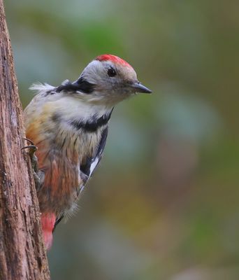Middelste Bonte Specht - Middle Spotted Woodpecker