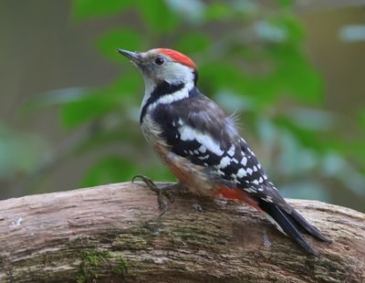 Middelste Bonte Specht - Middle Spotted Woodpecker