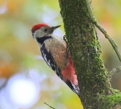 Middelste Bonte Specht - Middle Spotted Woodpecker