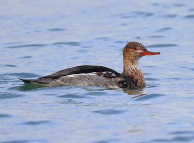 Middelste Zaagbek - Red-brested Merganser