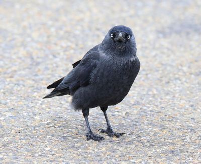 Noordse Kauw - Nordic Jackdaw