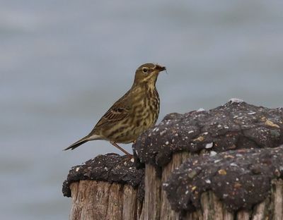 Oeverpieper - Rock Pipit