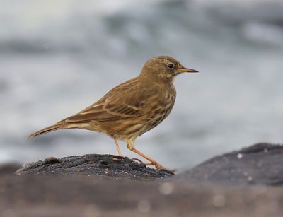 Oeverpieper - Rock Pipit