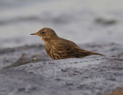 Oeverpieper - Rock Pipit