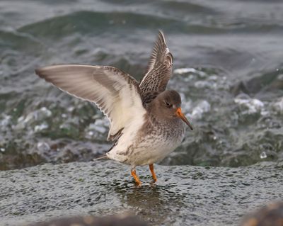 Paarse Strandloper - Purple Sandpiper