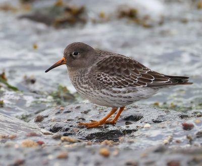 Paarse Strandloper - Purple Sandpiper