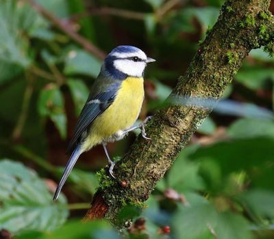 Pimpelmees - Blue Tit