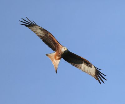 Rode Wouw - Red Kite