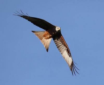 Rode Wouw - Red Kite