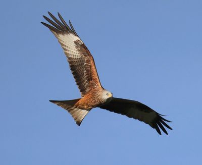 Rode Wouw - Red Kite