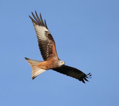 Rode Wouw - Red Kite