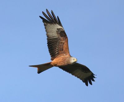 Rode Wouw - Red Kite