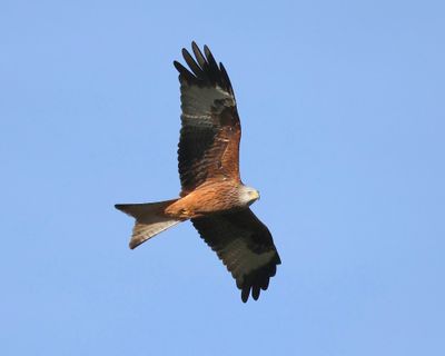 Rode Wouw - Red Kite