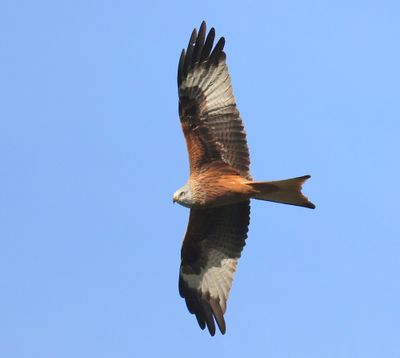 Rode Wouw - Red Kite