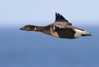 Rotgans - Dark-bellied Brent Goose