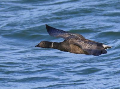 Rotgans - Dark-bellied Brent Goose