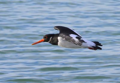 Scholekster - Eurasian Oystercatcher