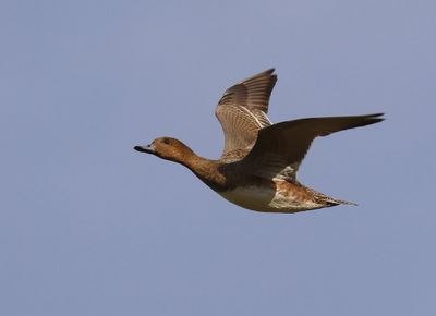 Smient - Eurasian Wigeon