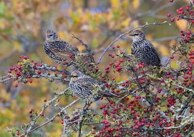 Spreeuwen - Common Starlings