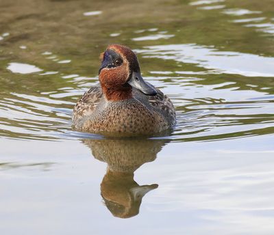Wintertaling - Common Teal