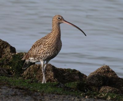 Wulp - Eurasian Curlew