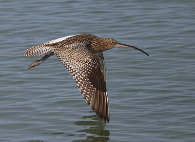 Wulp - Eurasian Curlew