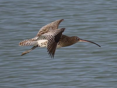 Wulp - Eurasian Curlew