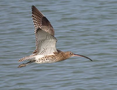 Wulp - Eurasian Curlew