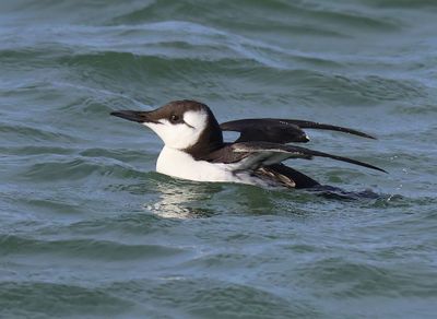 Zeekoet - Atlantic Murre