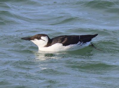Zeekoet - Atlantic Murre