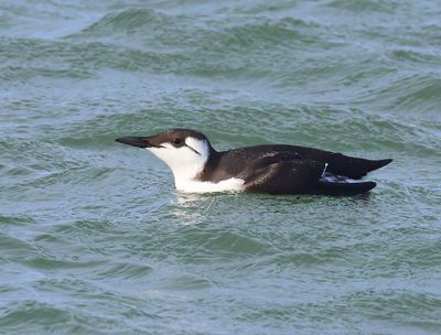 Zeekoet - Atlantic Murre