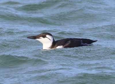 Zeekoet - Atlantic Murre