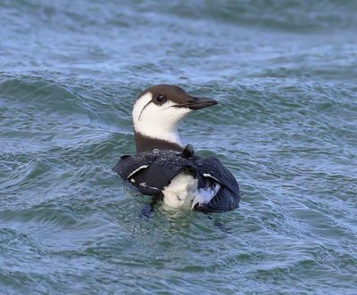 Zeekoet - Atlantic Murre