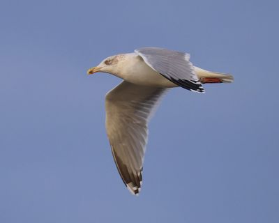Zilvermeeuw - European Herring Gull