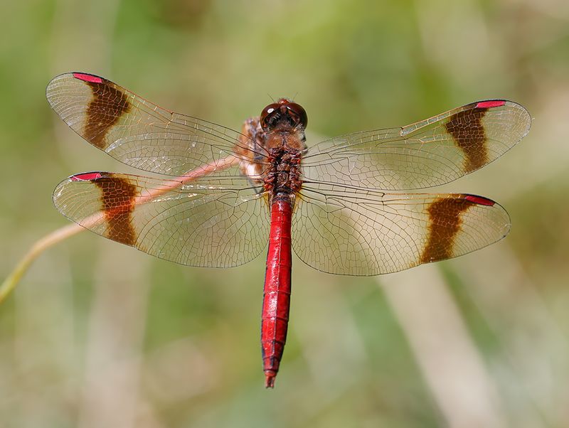 macro photography