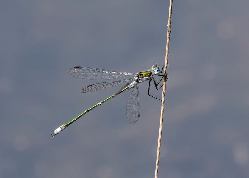 Gewone_pantserjuffer_1_m_2aug24.jpg