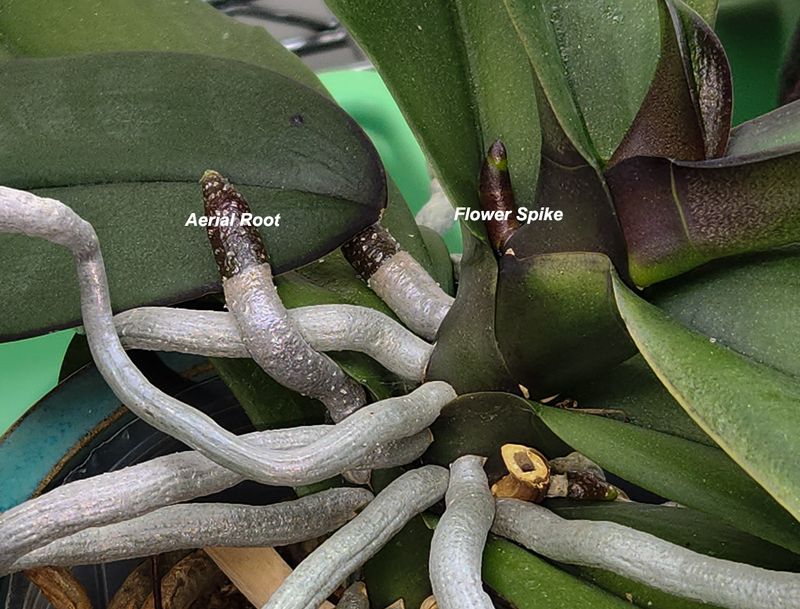 Yes...it IS a flower spike!