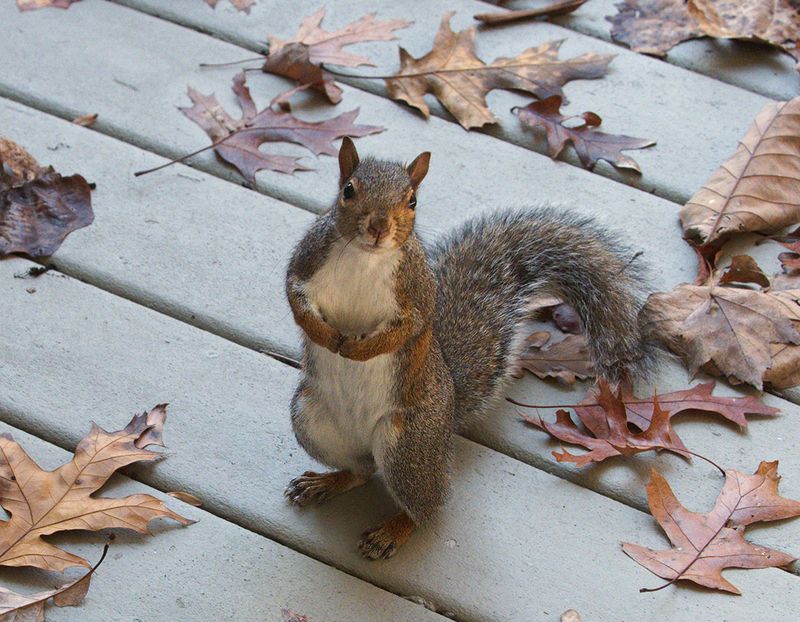 Yes, YOU!  Put out some food!