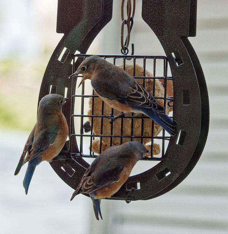 PC190194DxO four bluebirds