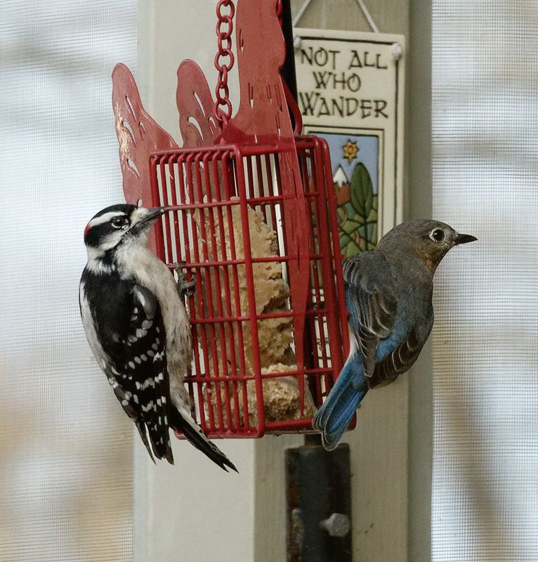 SRX08098DxO Male Downy Woodpecker...